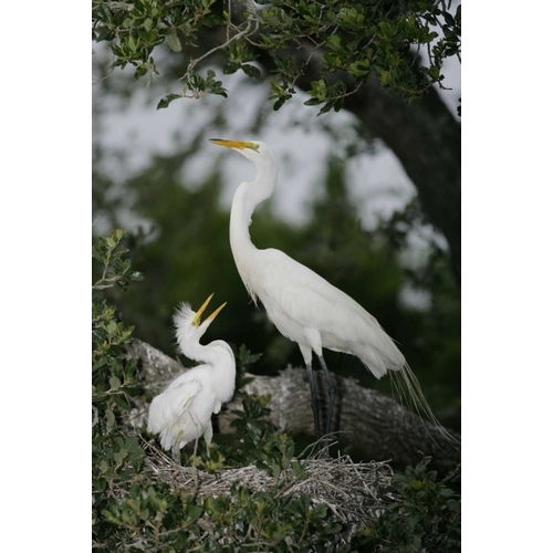 FL Great egret parent in nest with chick